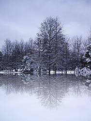 winter picture with snow, trees, and a mirage effect